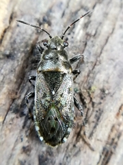 Heterogaster urticae