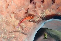 Cirrhitichthys oxycephalus