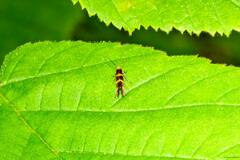 Micropterix aureatella