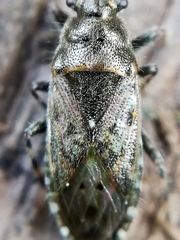 Heterogaster urticae