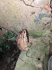 Bufo spinosus