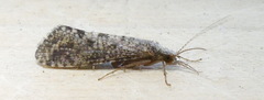 Hydropsychinae