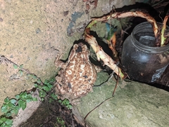Bufo spinosus