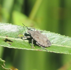 Brochymena quadripustulata