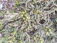 Cylindropuntia leptocaulis