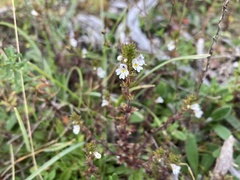 Euphrasia stricta