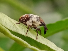 Curculionidae