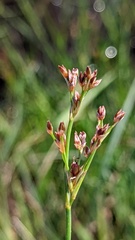 Juncus articulatus
