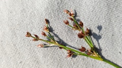 Juncus articulatus