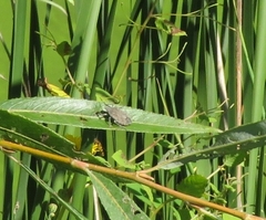 Brochymena quadripustulata