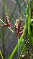 Bolboschoenus maritimus