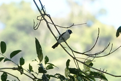 Arses telescopthalmus