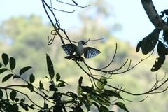 Arses telescopthalmus