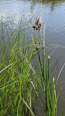 Bolboschoenus maritimus