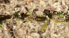 Pterocaulon