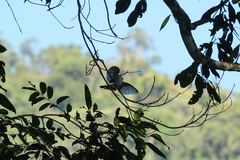 Arses telescopthalmus