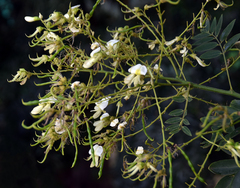 Styphnolobium japonicum