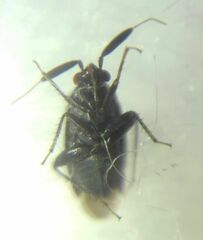 Miridae