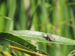 Brochymena quadripustulata