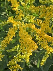 Solidago altissima