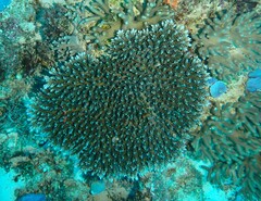 Acropora
