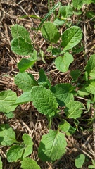 Rhamphospermum arvense