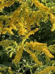 Solidago altissima