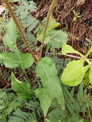 Iostephane heterophylla