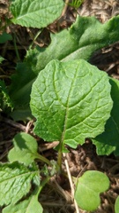 Rhamphospermum arvense