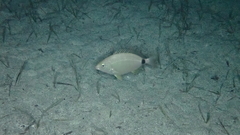 Diplodus annularis