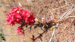 Carphalea