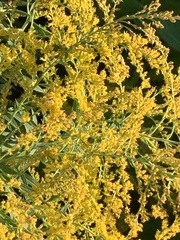 Solidago altissima