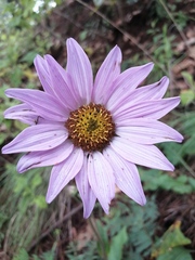 Iostephane heterophylla