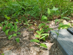 Polygonatum biflorum