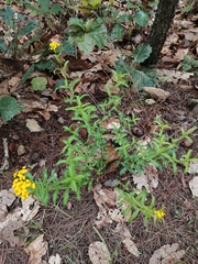 Tagetes lucida