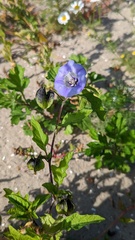Nicandra physalodes