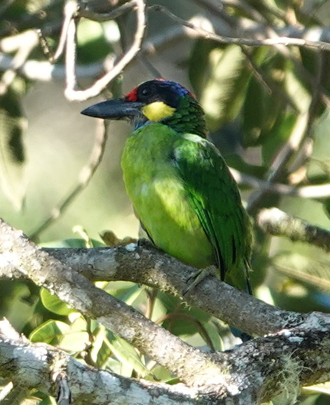 Gold-whiskered Barbet (Psilopogon chrysopogon)
