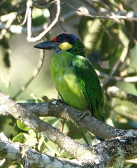 Psilopogon chrysopogon