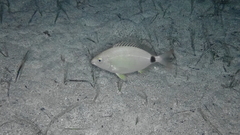 Diplodus annularis