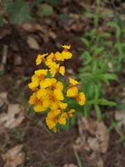 Tagetes lucida