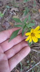Bidens aristosa
