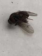 Drosophilidae