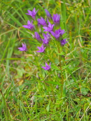Gentianella germanica
