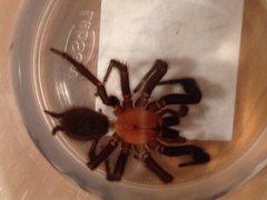 Porrhothele antipodiana