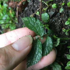 Elatostema parvum