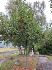 Rosaceae