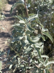 Elaeagnus commutata