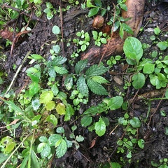 Elatostema parvum