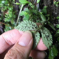 Elatostema parvum