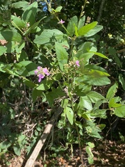 Desmodium perplexum